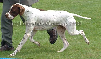 Limit Dog